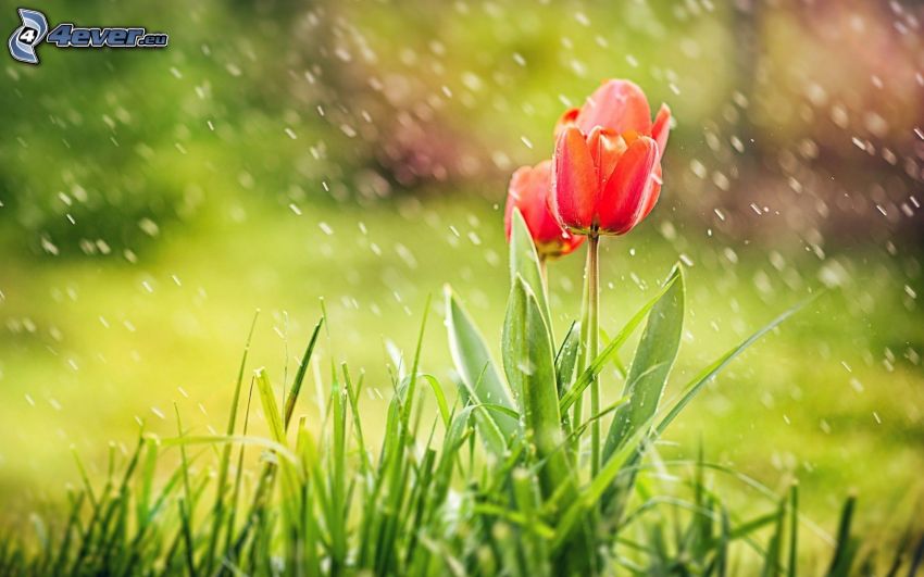 czerwone tulipany, deszcz