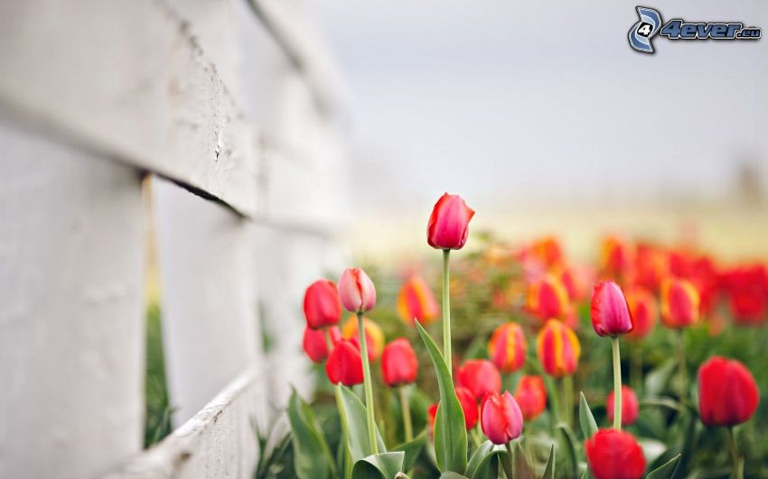 czerwone tulipany, drewniany płot