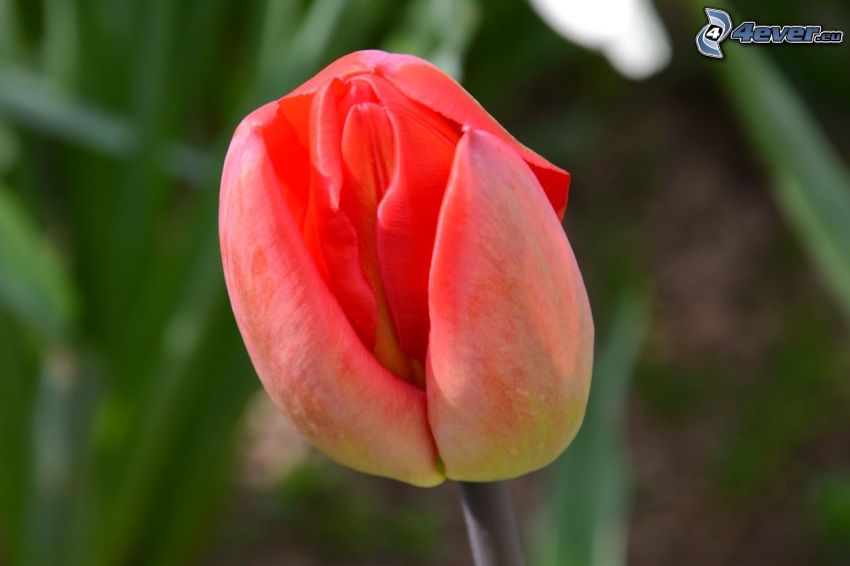 czerwone tulipany, pąk