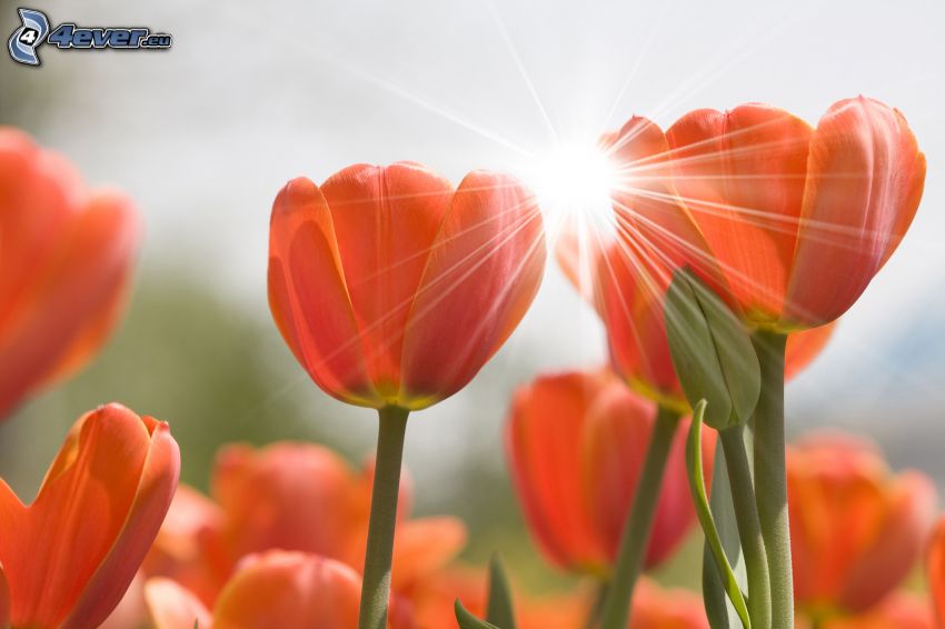 czerwone tulipany, słońce