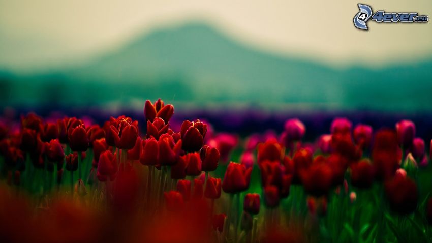 czerwone tulipany