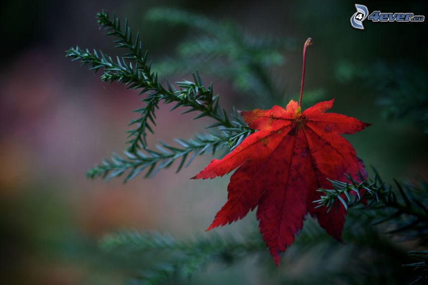 czerwony jesienny liść, gałązka iglasta, gałązka