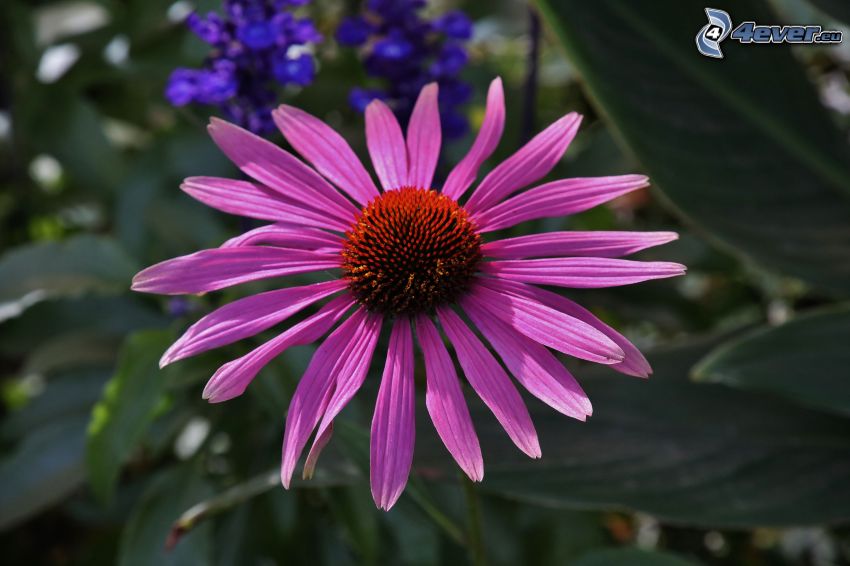 Echinacea, fioletowy kwiat