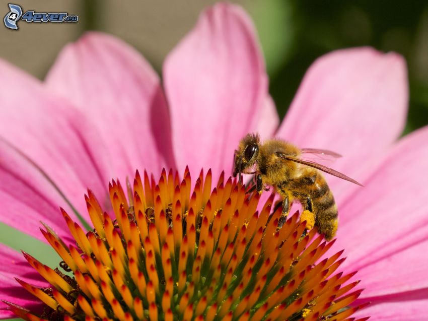 Echinacea, pszczoła