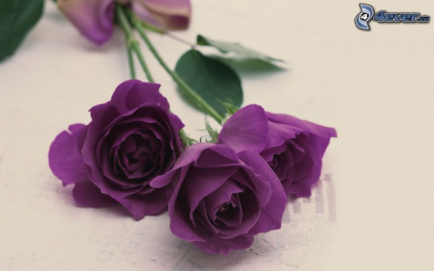 fialové ruže