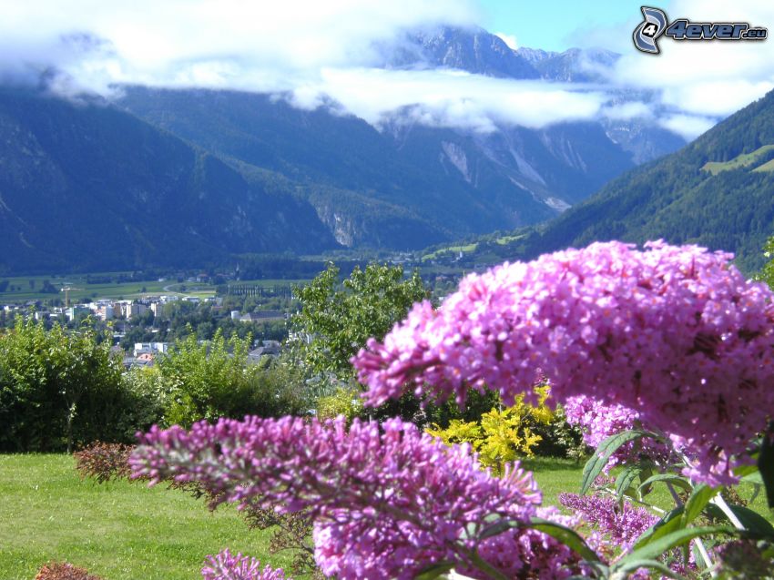 fioletowe kwiaty, miasto, góry, Austria, chmury