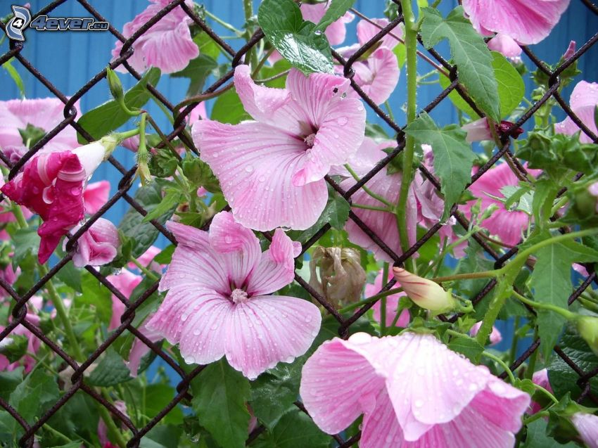 fioletowe kwiaty, ogrodzenie z drutu