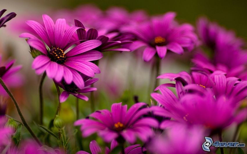 fioletowe kwiaty