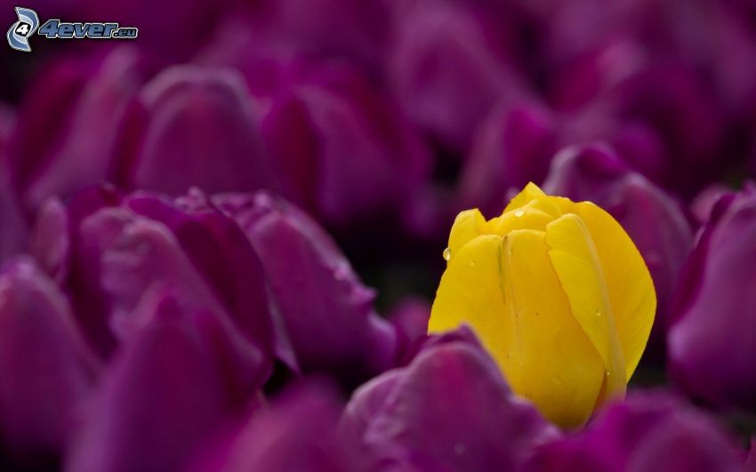 fioletowe tulipany, żółty tulipan
