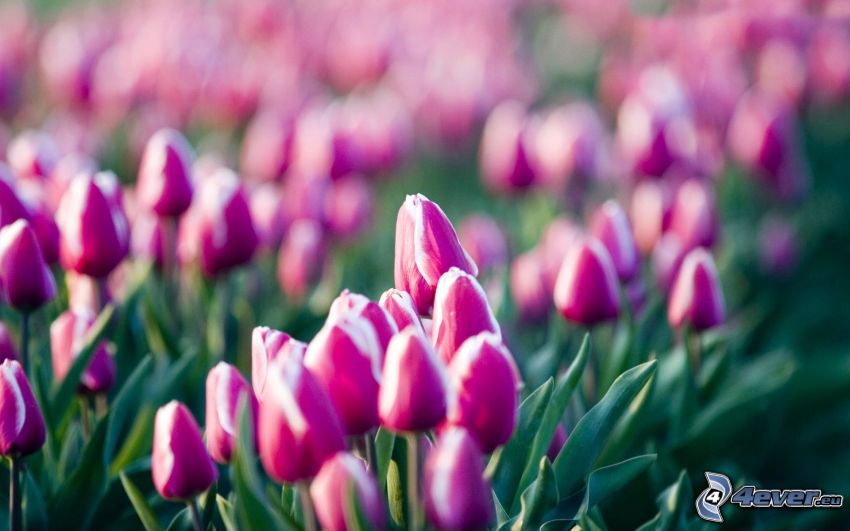 fioletowe tulipany