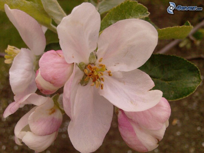 fioletowy kwiat, jabłoń