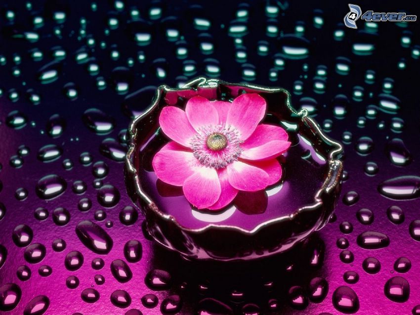 fioletowy kwiat, krople wody