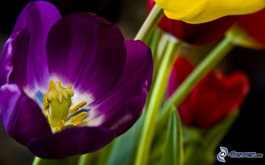 fioletowy tulipan, kwiaty