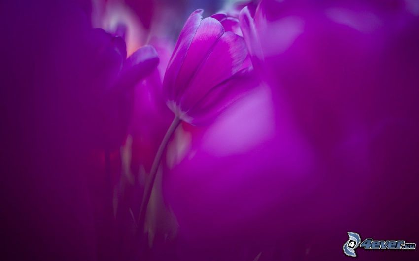 fioletowy tulipan