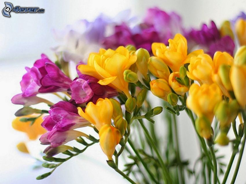 frezje, żółte kwiaty, fioletowe kwiaty