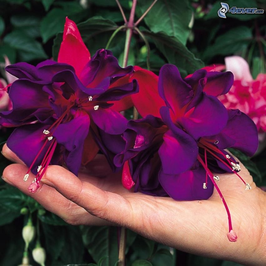 Fuksja, fioletowe kwiaty, ręka