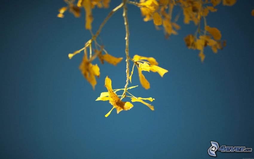 gałązka, żółty jesienny liść