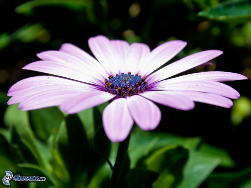 gerbera, fioletowy kwiat