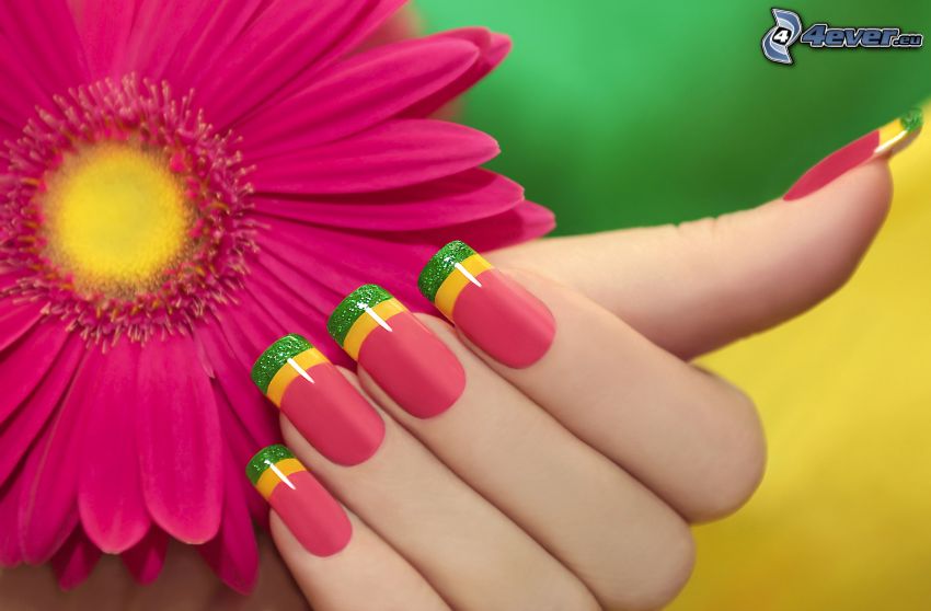 gerbera, różowy kwiat, pomalowane paznokcie