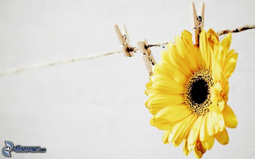 gerbera, żółty kwiat, klamerki na sznurku