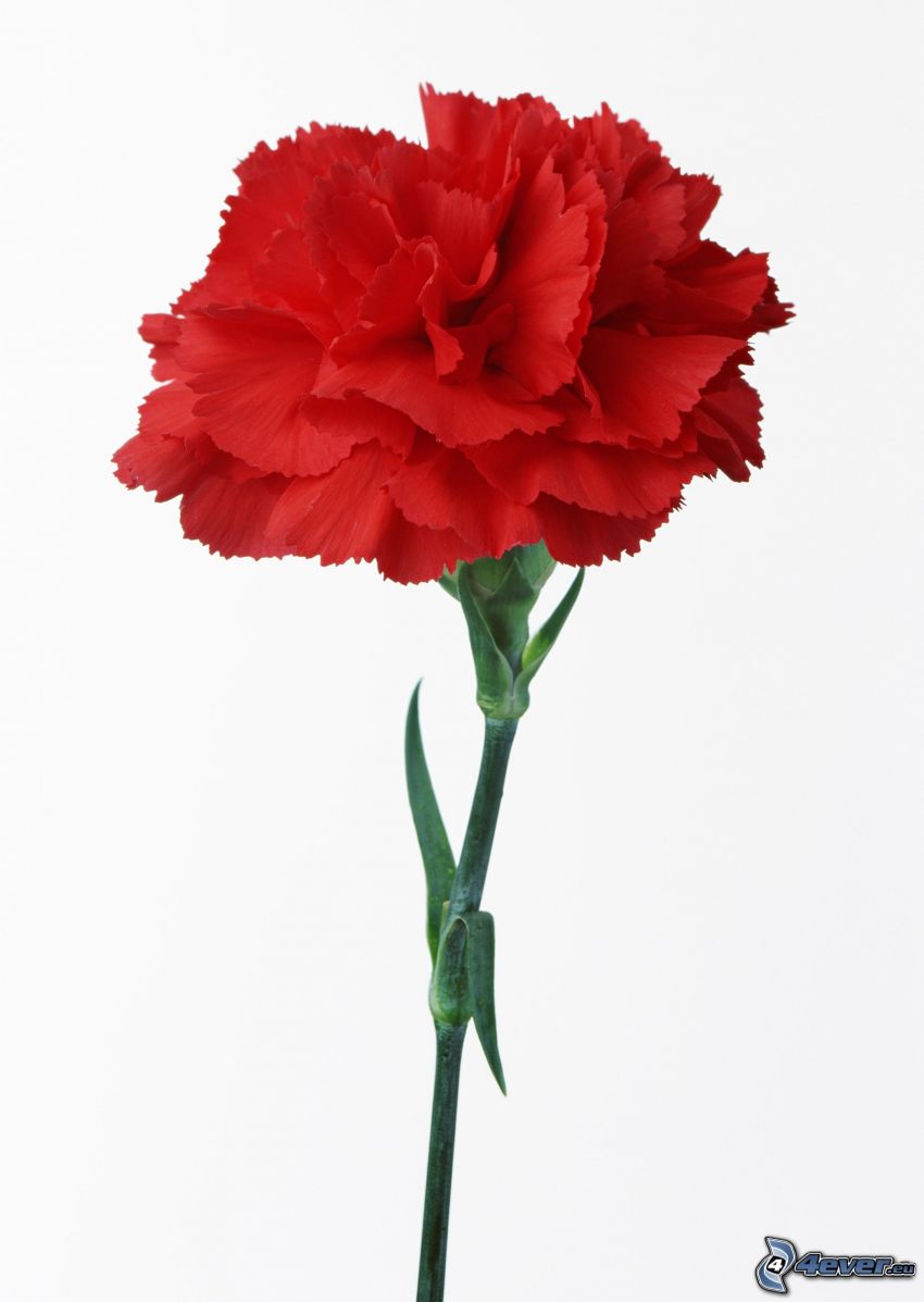 goździk, czerwony kwiat