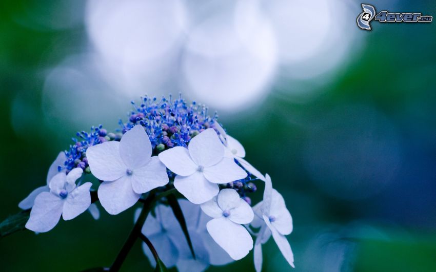 hortensja, niebieskie kwiaty