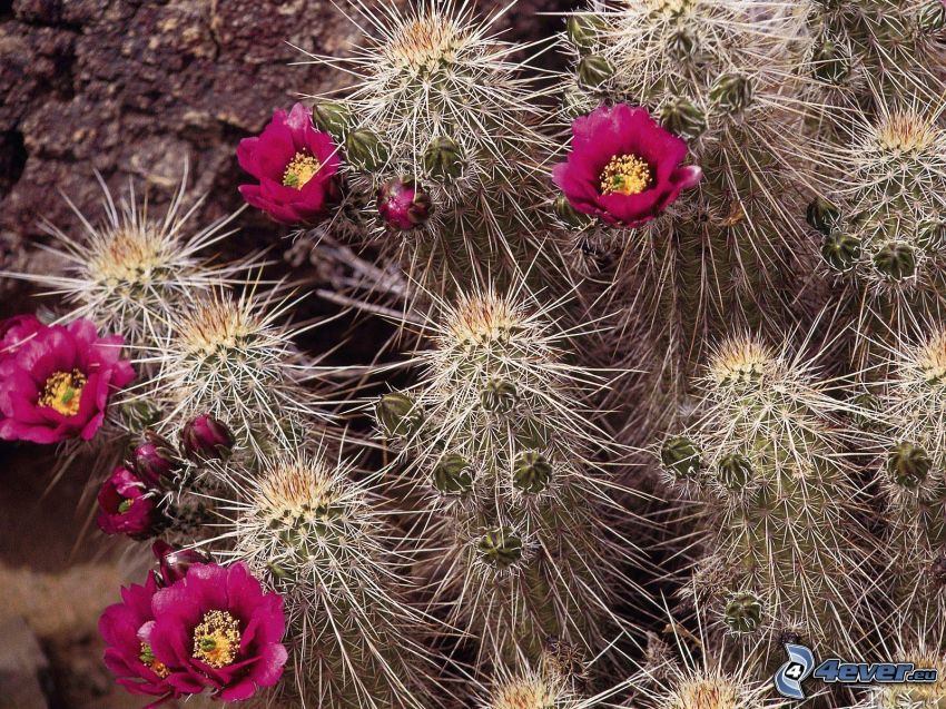 kaktusy, fioletowe kwiaty