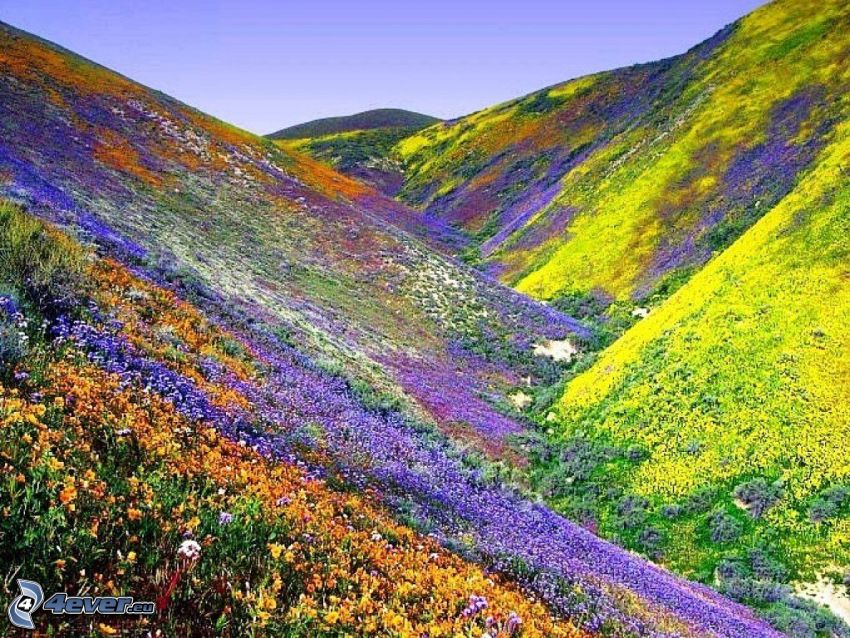 kolorowe kwiaty, wzgórza