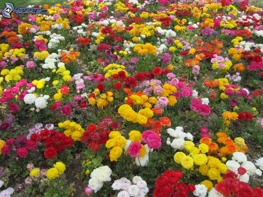 kolorowe kwiaty
