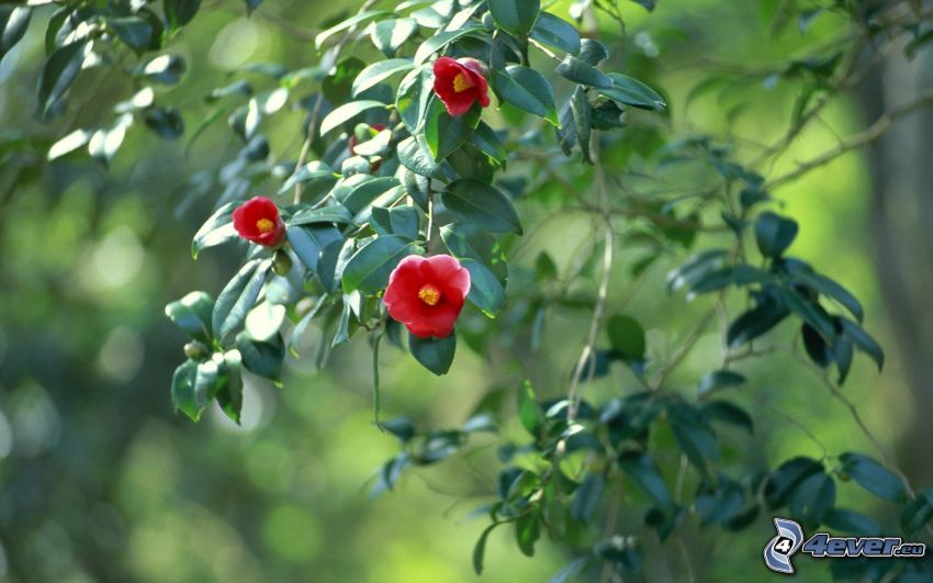 konary, czerwone kwiaty, zielone liście