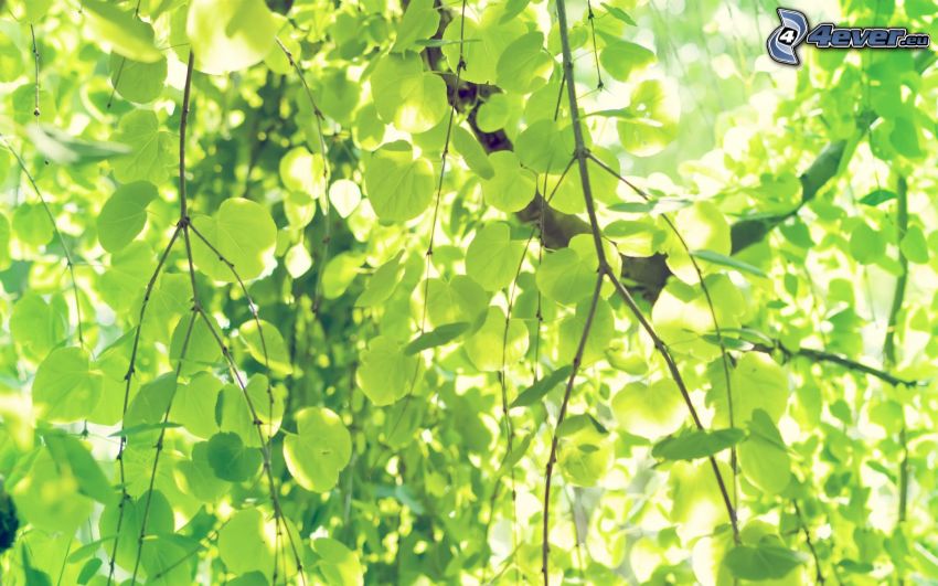 konary, zielone liście