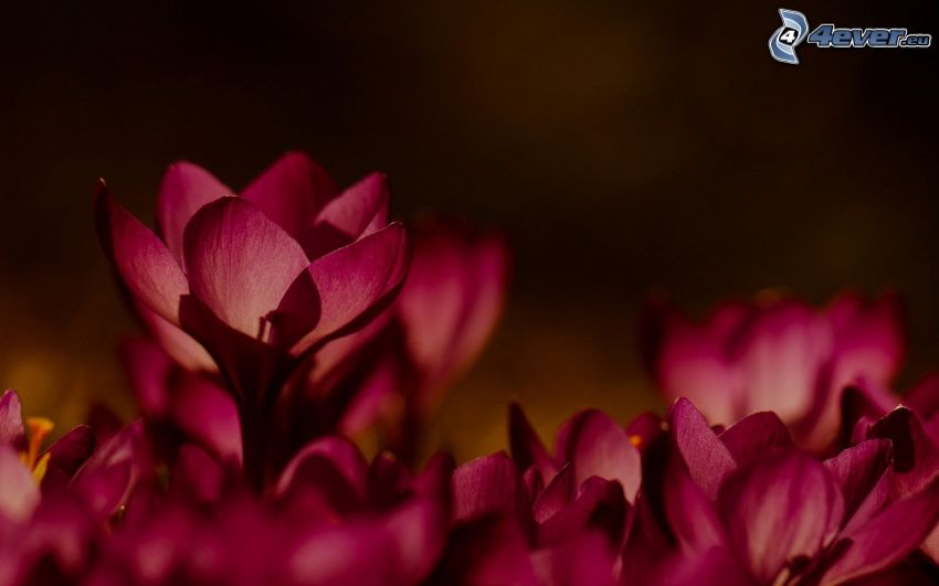 krokusy, fioletowe kwiaty
