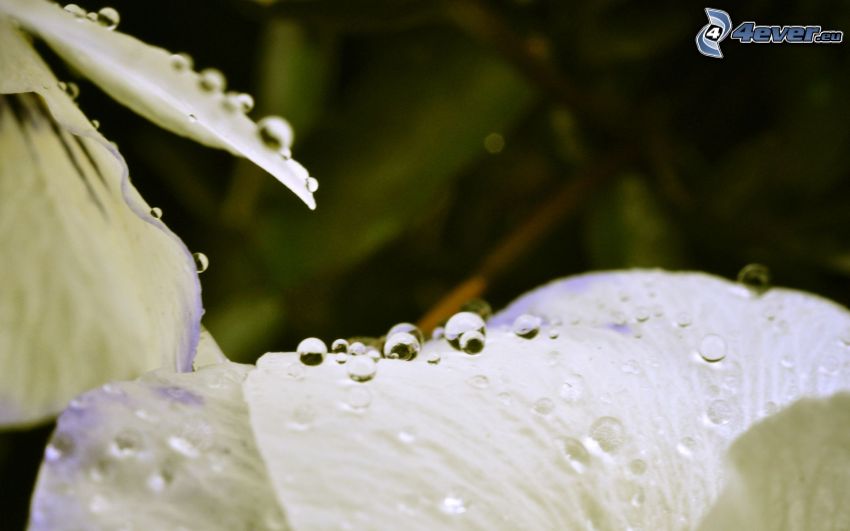 krople wody, płatek, biały kwiat