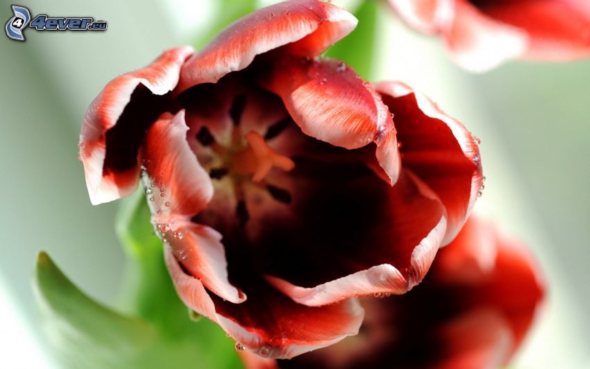 krwisto czerwony tulipan, makro