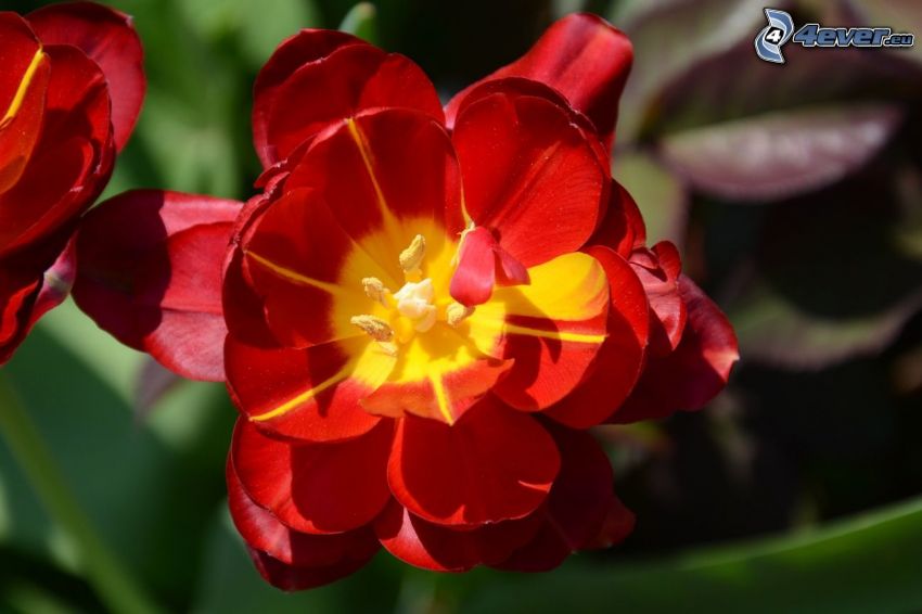 krwisto czerwony tulipan
