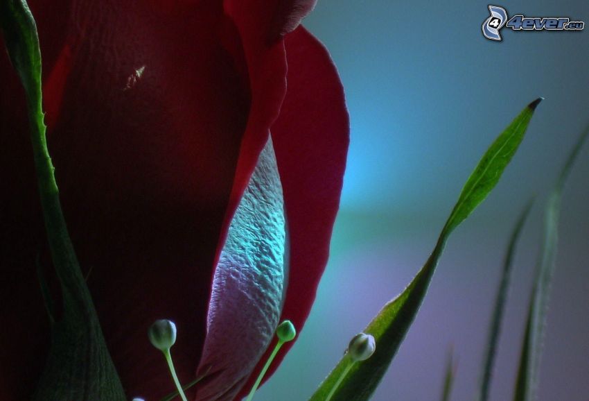krwisto czerwony tulipan