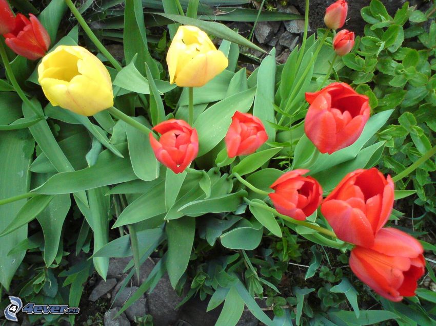 kwiat, tulipan