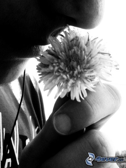 kwiat, usta