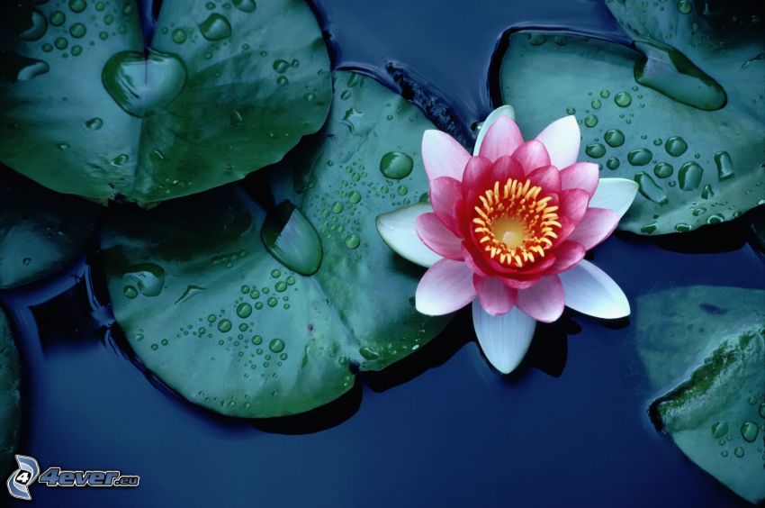 kwiat lotosu, różowy kwiat, lilie wodne