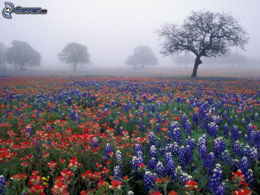 kwiaty, drzewa, przyziemna mgła