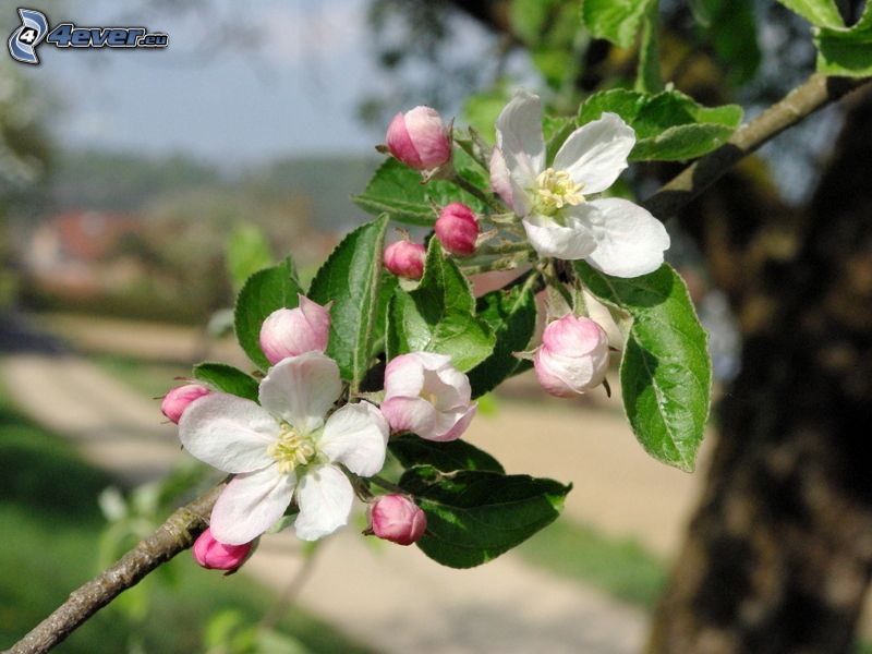 kwitnąca jabłoń