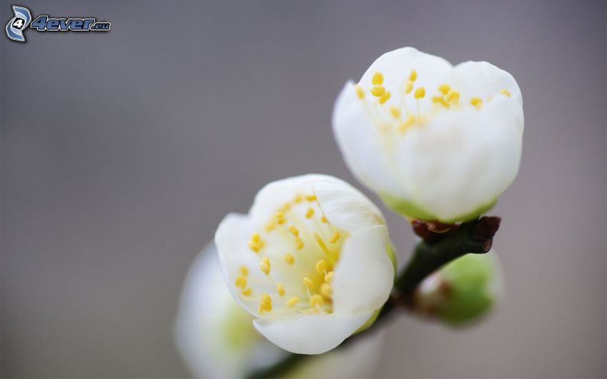 kwitnące gałązki, białe kwiaty