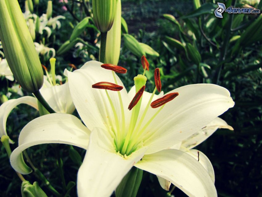 lilia, biały kwiat