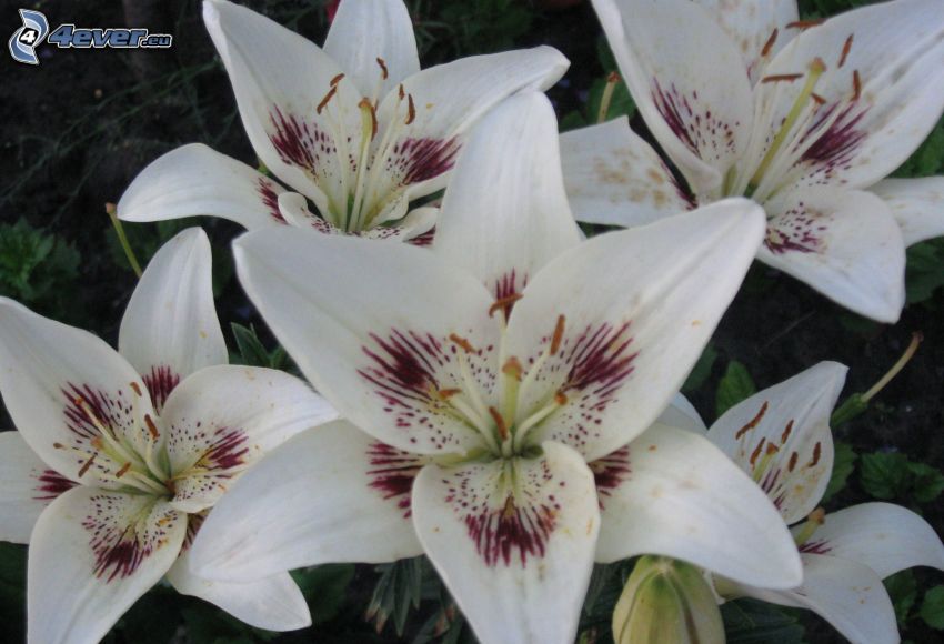 lilie, białe kwiaty