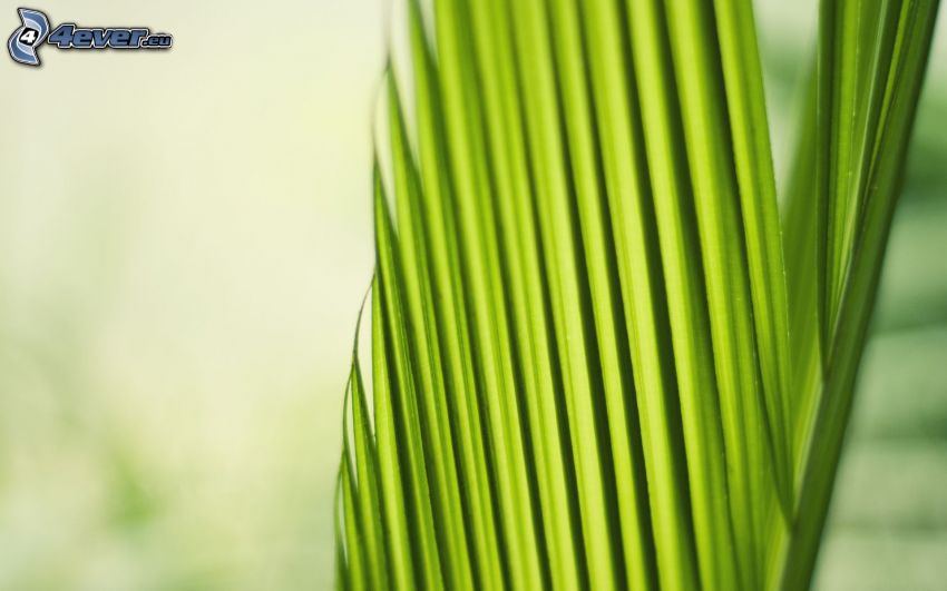 liść palmowy