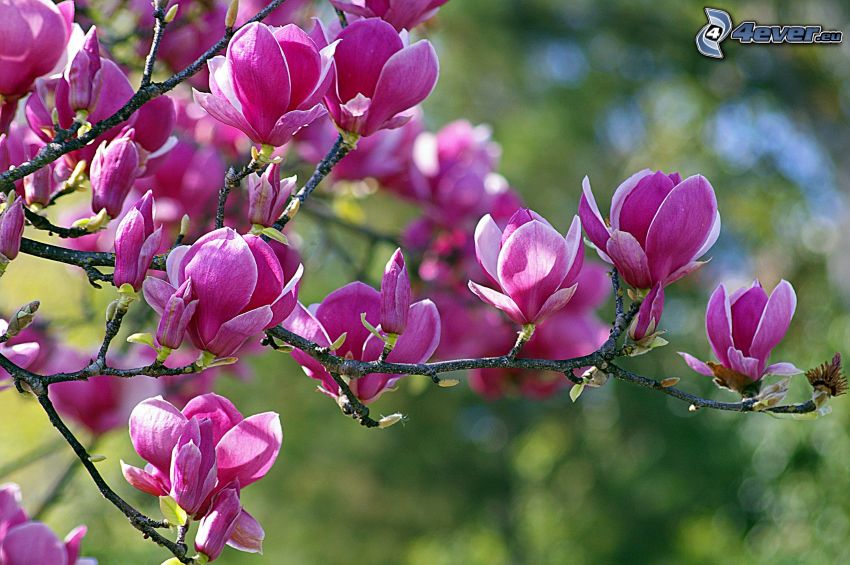 magnolia, fioletowe kwiaty