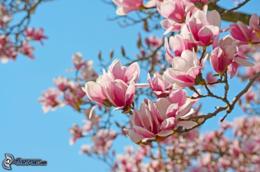 magnolia, różowe kwiaty