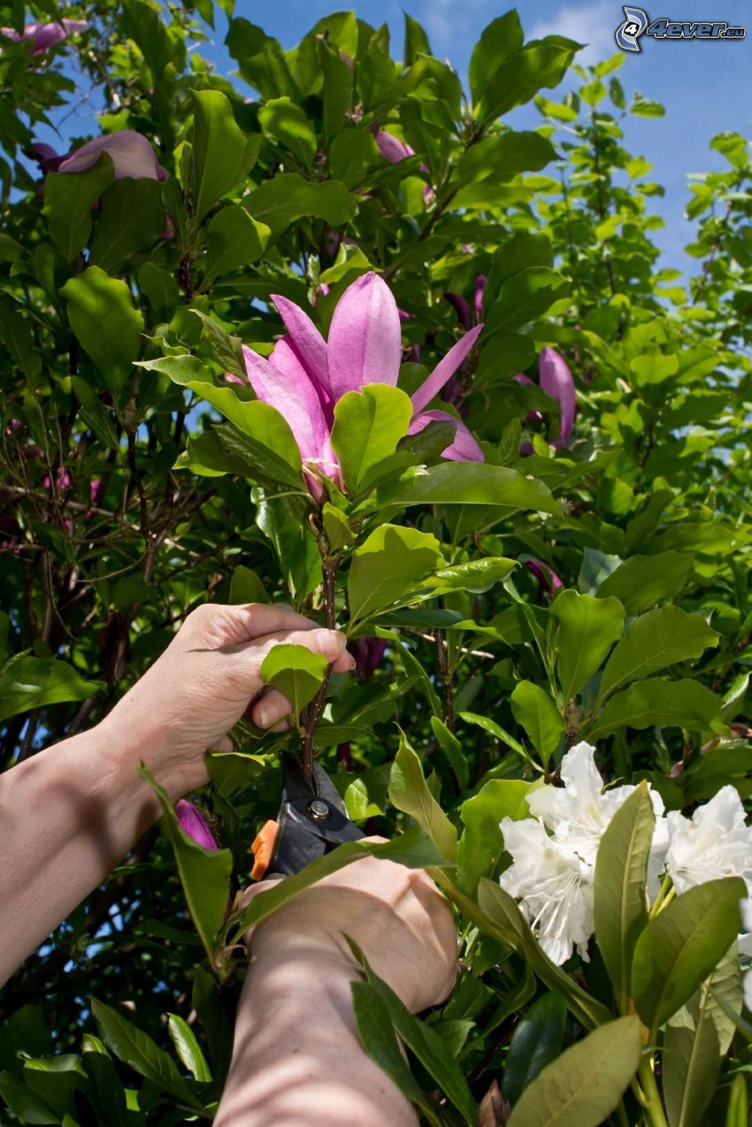 magnolia, różowy kwiat, ręce