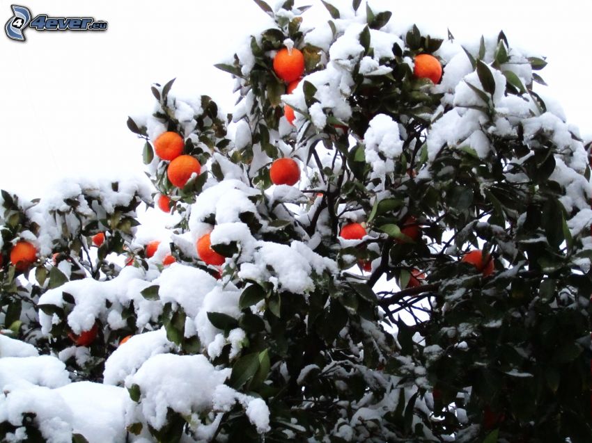 mandarynka, śnieg