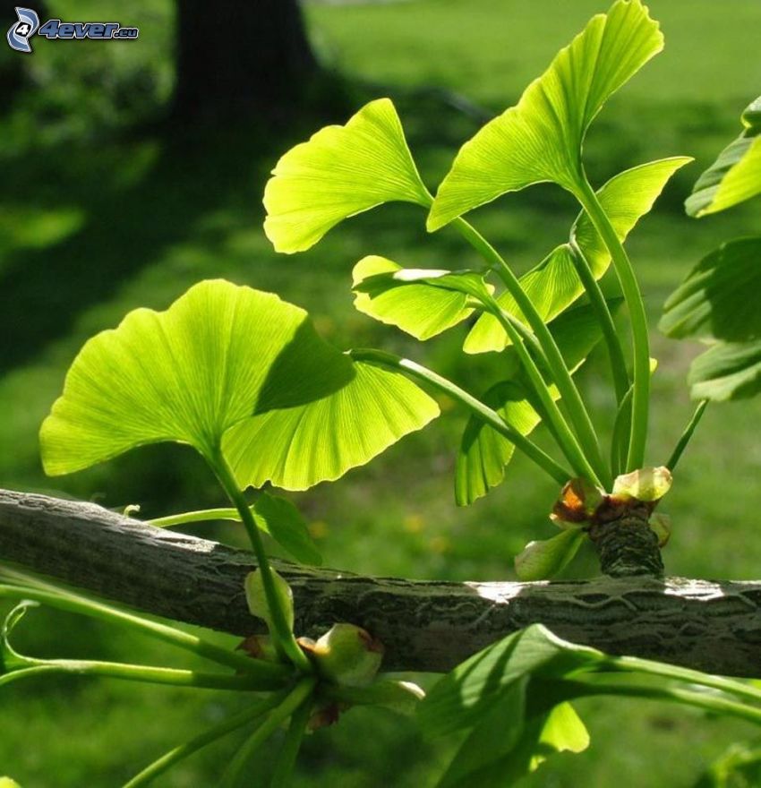 miłorząb dwuklapowy, zielone liście, gałązka